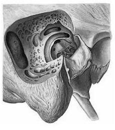 4.1.2.2. Sklípkový systém bradavcového výběžku Sklípkový systém (cellulae mastoideae) je tvořen drobnými, sliznicí vystlanými dutinkami, komunikujícími s antrum mastoideum i mezi sebou navzájem.