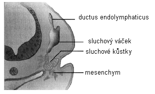 Diferenciací neuroektodermu hlemýždě vznikají podpůrné a smyslové buňky sluchového orgánu.