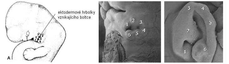 Cellulae mastoideae Cellulae mastoideae se vyvíjejí postnatálně vrůstáním sliznice z antra do processus mastoideus a okolních kostí (Kos 1973a, s. 1010). 4.2.1.3. Zevní ucho Ušní boltec Boltec vzniká počátkem 2.