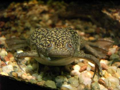 (Xenopus laevis) Vysoká