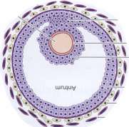 folikul Rekrutovaný folikul Preantrální folikul (časné