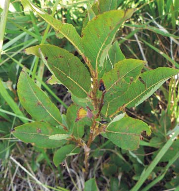 vrba hrotolistá (Salix