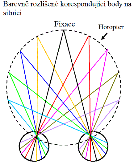 2.2 Normální retinální korespondence Fixací předmětu se oči nastavují tak aby obrazy předmětů dopadali na fovey obou očí. Fixovaný předmět a foveoly tvoří hlavní pohledový směr.