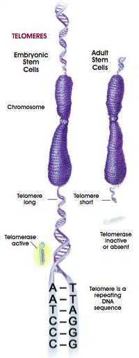 - příležitostně se telomerické sekvence dosyntetizují a připojí k templátovému vláknu chromozomu enzymem telomerázou Telomeráza (enzym) aktivní telomeráza - v buňkách prokaryot - v zárodečných