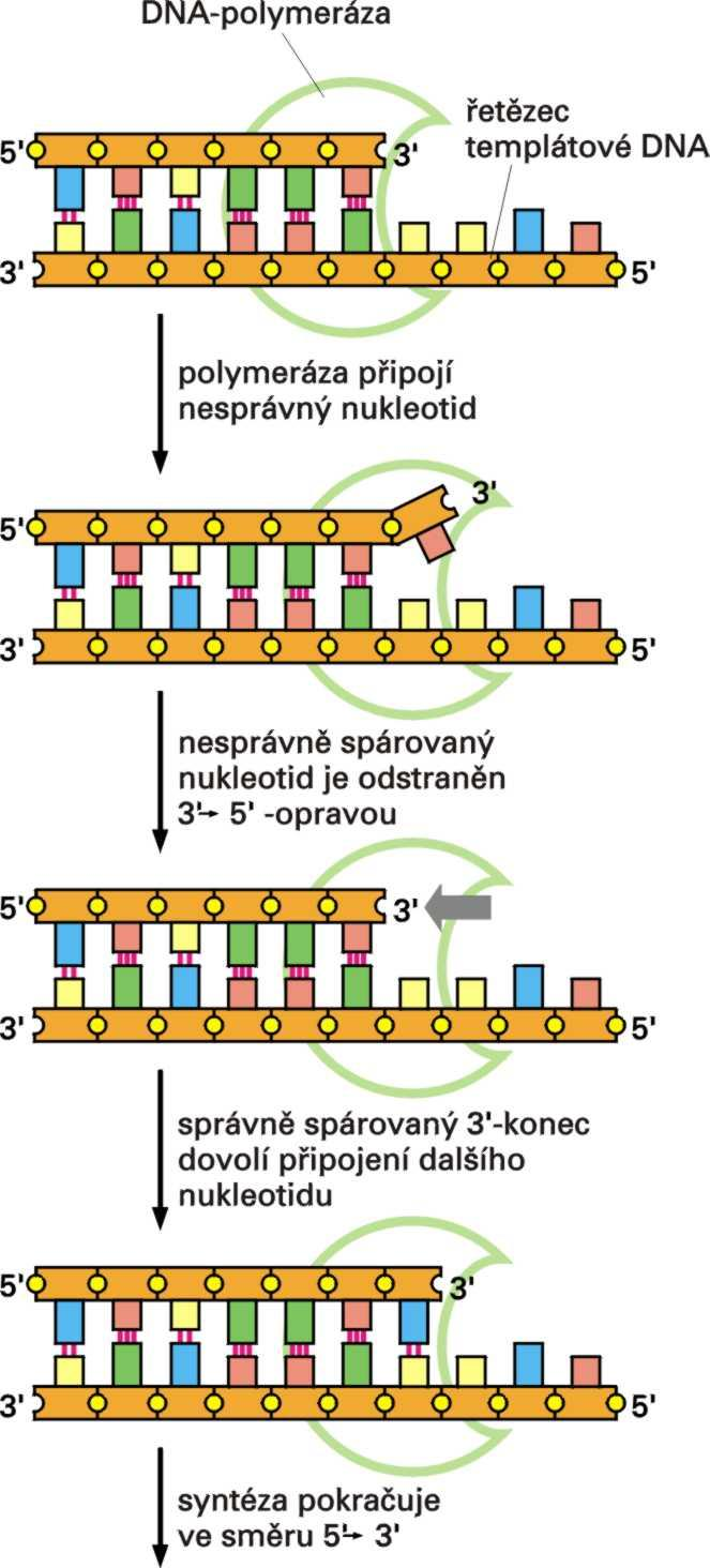 OPRAVA CHYB NA DNA Zdroje chyb: chybné párování bazí DNA-polymerázou DNA-polymeráza - dělá 1 chybu na cca 10 7 replikovaných párů