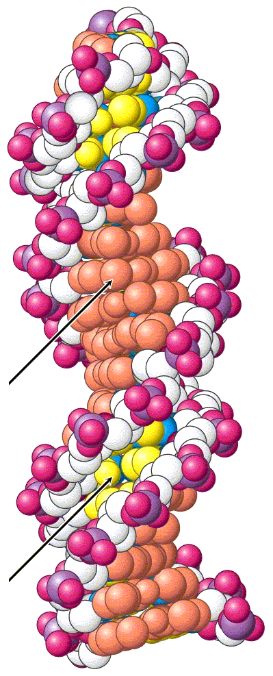 Velký a malý žlábek na DNA Na povrchu dvojité