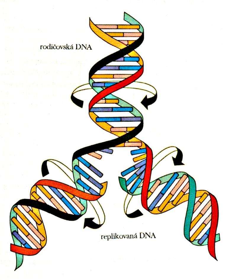 Replikace DNA Replikace DNA - proces tvorby kopií molekuly deoxyribonukleové kyseliny (DNA) Přenos z jedné molekuly DNA (templát, matrice) do jiné molekuly stejného typu (tzv. replika).