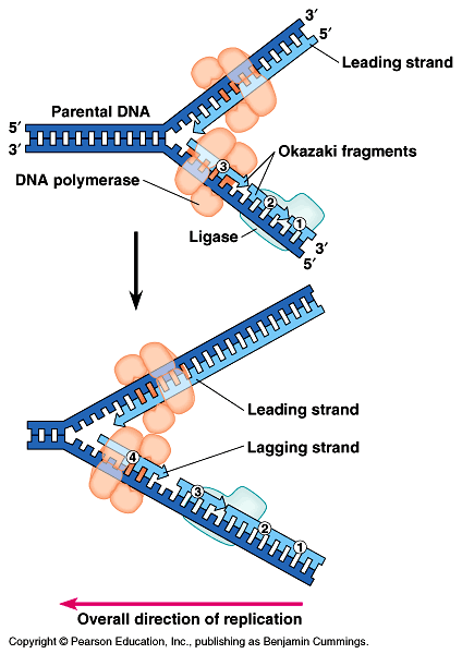 Elongace kazakiho fragmenty - úseky nově replikované DNA na