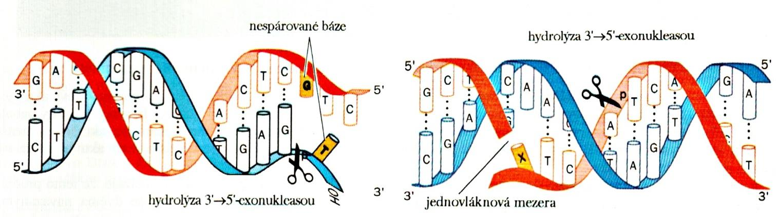 DNA polymerasy DNA polymerasa I Spojuje deoxynukleosidtrifosfáty na matricích DNA Současně dochází ke štěpení PP i difosfatasou Katalysuje serii 20 a více kroků bez uvolnění z matrice Aktivita 1.