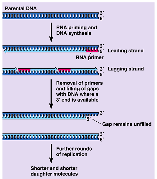 Problém nedoreplikovaných konců DNA-polymerasy mohou přidávat nukleotidy pouze k 3 konci Každé kolo