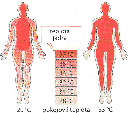 Příloha č. 1 Teplotní zóny těla Zdroj: SILBERNAGL, S., DESPOPOULOS, A.