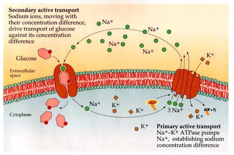 SGLT: Sekundární aktivní transport Sekundární aktivní transport: Na jsou transportovány po směru koncentračního Sekundárníspádu aktivní a s transport: sebou strhnou Na jsou glukózu transportovány