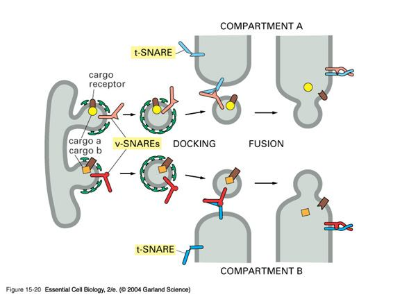 SNAREs proteiny SNAREs jsou transmembránové proteiny,