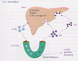 HOMEOSTÁZA CHOLESTEROLU Receptory LDL hrají zásadní roli v udržování hladiny cholesterolu v plazmě.