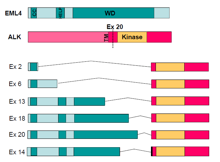 ALK (anaplastic lymphoma kinase) -2 typy chromozomálních přestaveb: - ALK/NPM1 - t(2;5)(p23;q35) - anaplastický velkobuněčný lymfom - ALK/EML4 - inv(2)(p21p23) nemalobuněčný karcinom plic ALK/EML4