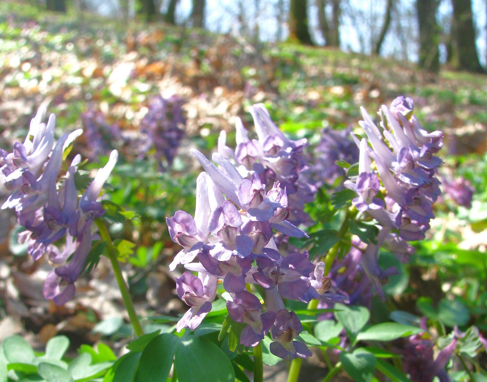 (Corydalis