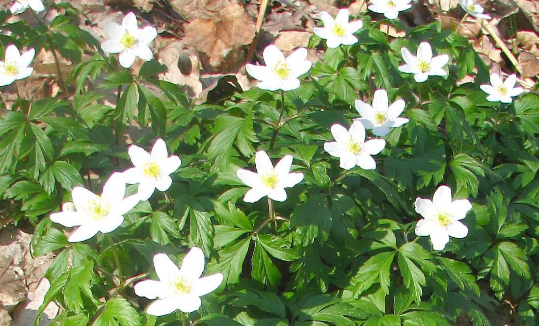 (Anemone ranunculoides), kopytník evropský (Asarum