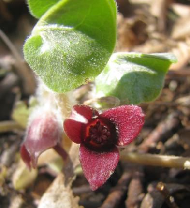 lékařský (Pulmonaria officinalis) nebo piţmovku obecnou