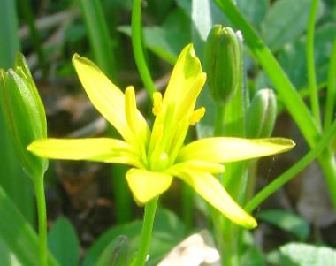 (Galanthus nivalis).