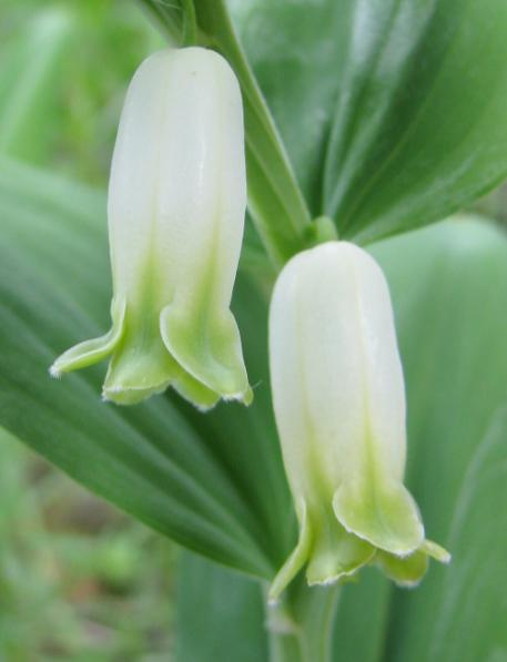 Kokořík mnohokvětý (Polygonatum multiflorum) převaţuje, kokořík