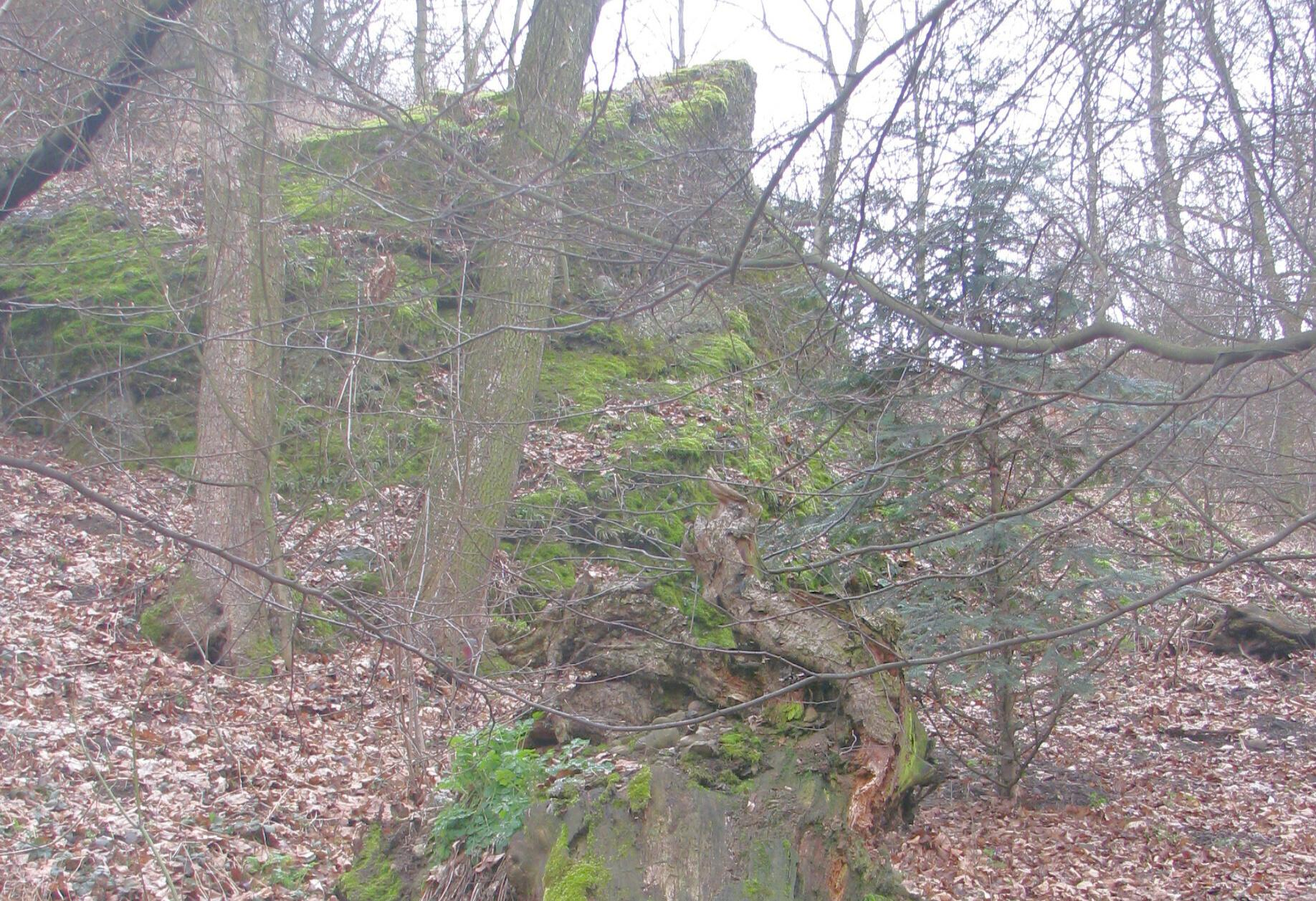 Tisy Tis červený (Taxus baccata) je dnes zařazený mezi naše zvláště chráněné