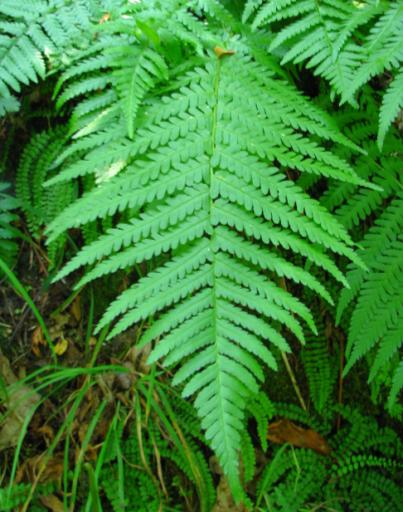 Z nich především sleziník červený (Asplenium trichomanes) mnohde vytváří