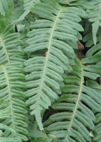 Sleziník routička (Asplenium ruta-muraria) je mnohem řidší a trsy