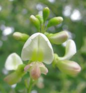 javor mléč (Acer platanoides) s vtroušenou