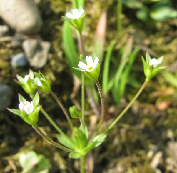 (Cerastium semidecandrum) nebo roţec lepkavý (Cerastium glutinosum) a také