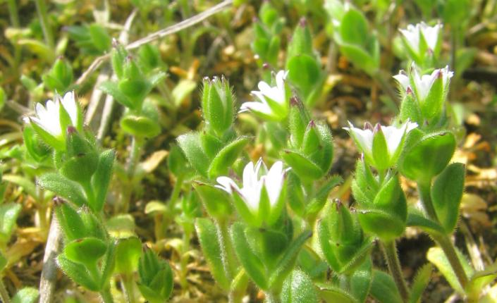 hluchavkami objímavými (Lamium amplexicaule), statnou kamejkou rolní