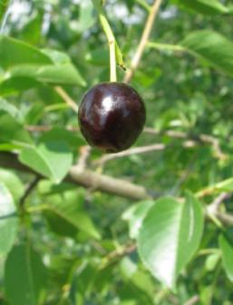 (Rhamnus catharticus).