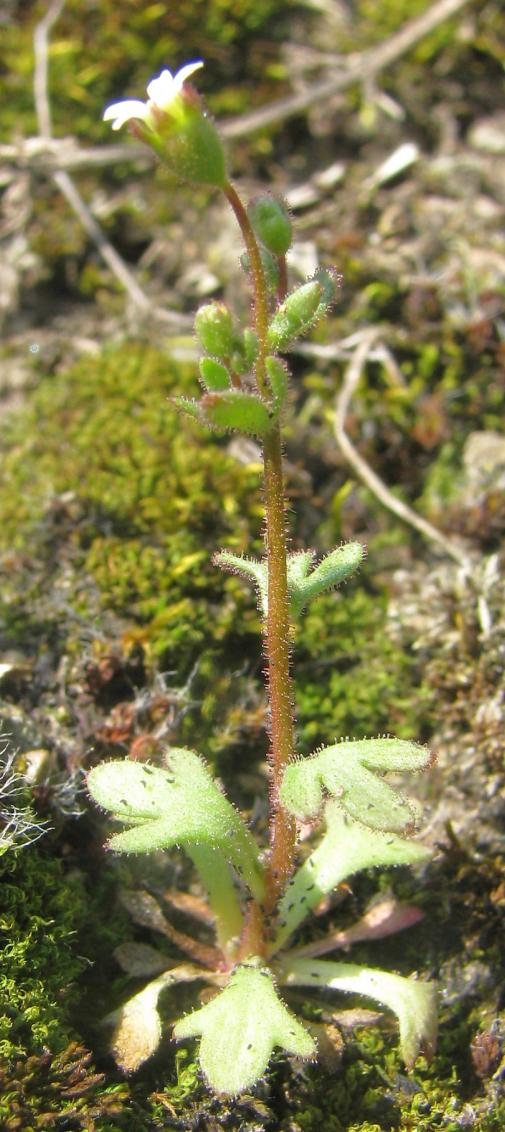 Dlouhodobá přítomnost zapojených akátových (Robinia pseudoacacia) porostů s podrostem bezu černého (Sambucus nigra) zde vykonaly své.