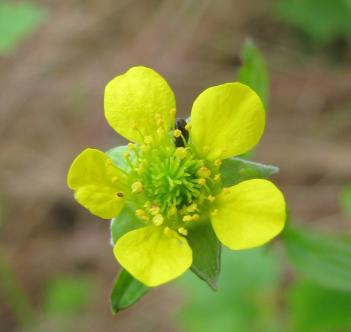 netýkavky malokvěté (Impatiens parvifolora).