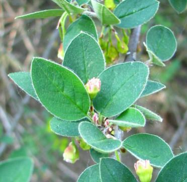 (Euonymus europia), brslen