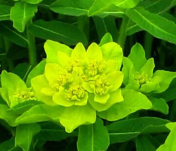 (Euphorbia cyparisias) a pryšce mnohobarevné