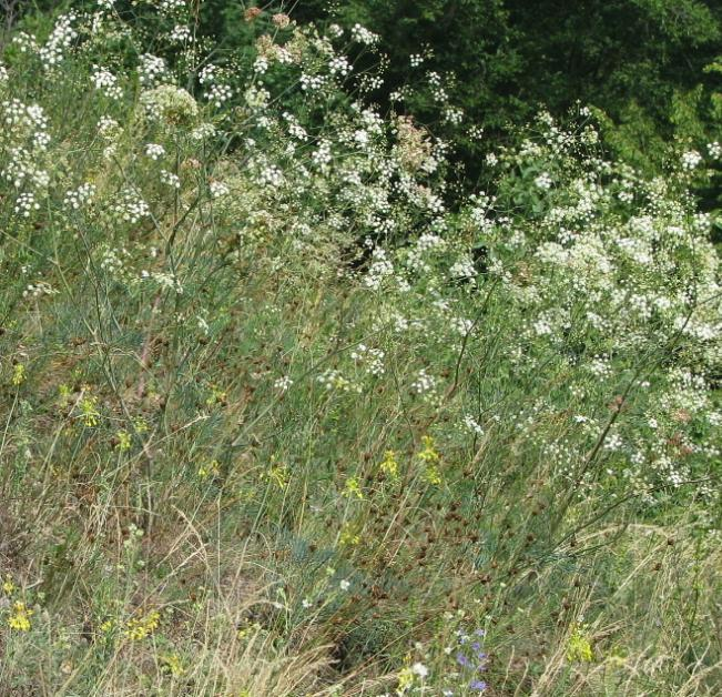 kavylu vláskovitého (Stipa capillata) a také statné ţlutě kvetoucí