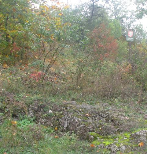 rivularis), šeřík obecný (Syringa vulgaris) nebo javor jasanolistý (Acer negundo).