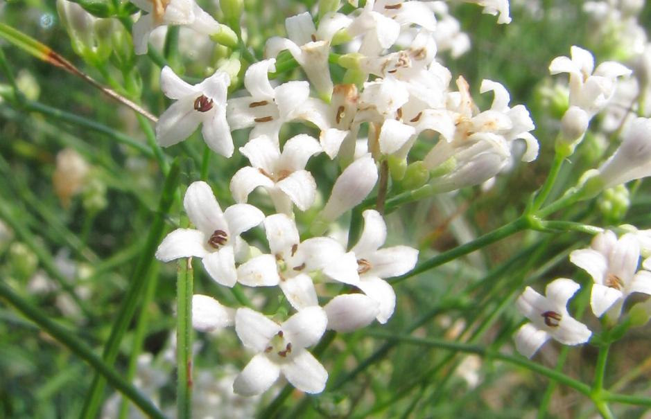 Hlaváč bledavý (Scabiosa ochroleuca) Ohrožené druhy bylin zařazené na Červeném seznamu flóry ČR Bělozářka větevnatá Anthericum ramosum vzácný druh Česnek žlutý Allium flavum ohrožený druh Dymnivka