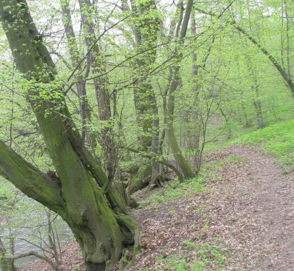 Převaţuje v něm habr obecný (Carpinus betulas).