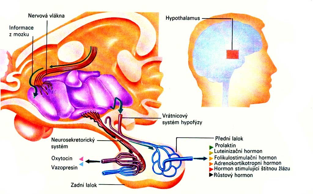 Hypotalamus Hypofýza (podvěsek mozkový) faktory inhibiční (IH) = statiny adenohypofýza: faktory uvolňující (RH) = liberiny růstový hormon (STH somatotropní), TRH = thyreotropin-rh, prolaktin, CRH =