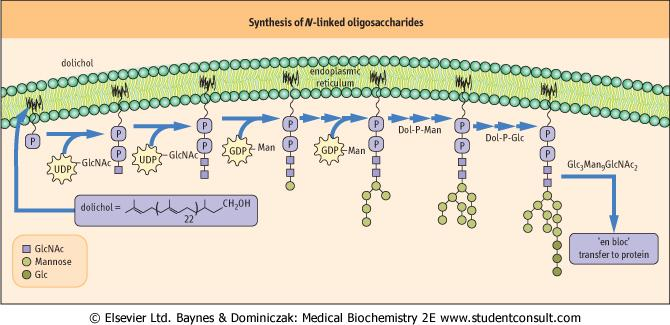 Biosyntéza