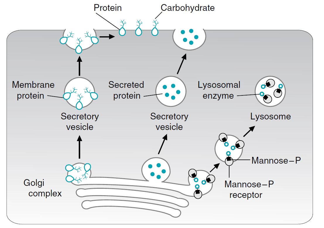 Cesta glykoproteinů z