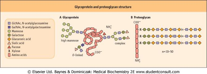 Glykoproteiny: Struktura a vazby Glykoproteiny a Proteoglykany Glykoproteiny Proteoglykany Protein >> polysacharid Proteiny jsou konjugovány