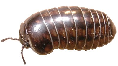 Polyxenus lagurus (chlupule podkorní) 2