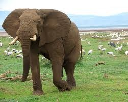 Ngorongoro,