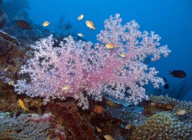 složitý nevyjasněný systém ve všech oceánech i hloubkách, především tropy a subtropy často na nich žijí