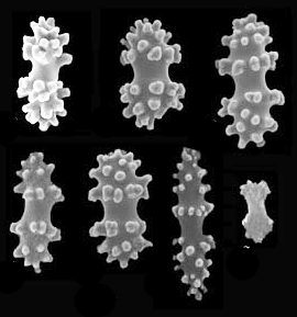 činkovité s hrbolky (ca 100 µm),