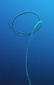 Junceella fragilis r.