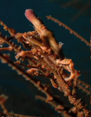 krevetka Pontonides unciger (až 1 cm; a), krab
