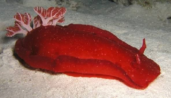 epifauna a Hexabranchus sanguineus - šestižábrovec
